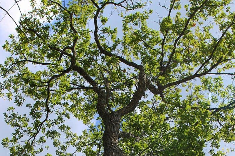 Image of the canopy of a chestnut oak for a Chestnut Oak firewood profle.