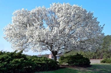 Image of a dogwood tree in full bloom for a Dogwood firewood profile.