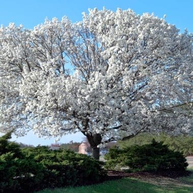 Image of a dogwood tree in full bloom for a Dogwood firewood profile.