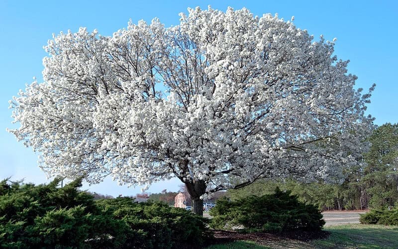 Image of a dogwood tree in full bloom for a Dogwood firewood profile.