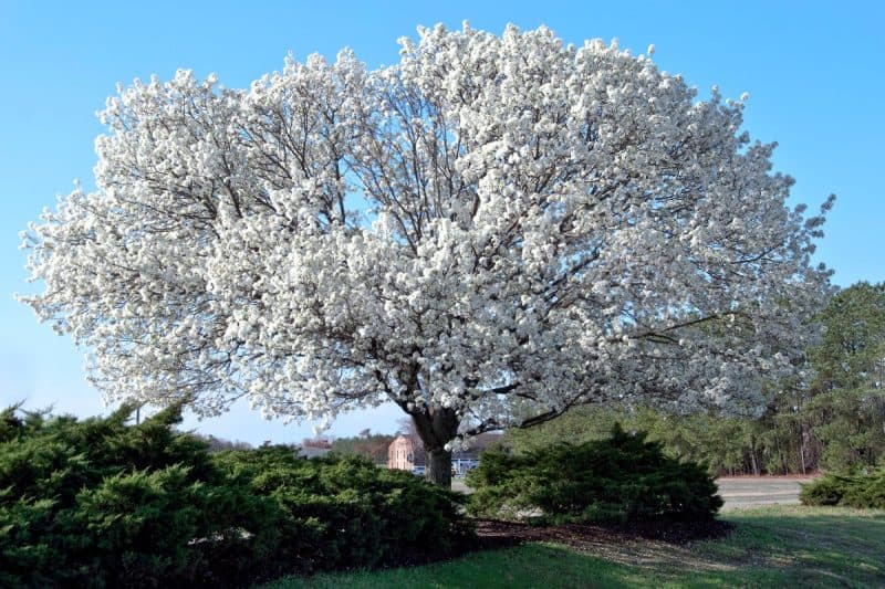 Image of a dogwood tree in full bloom for a Dogwood firewood profile.