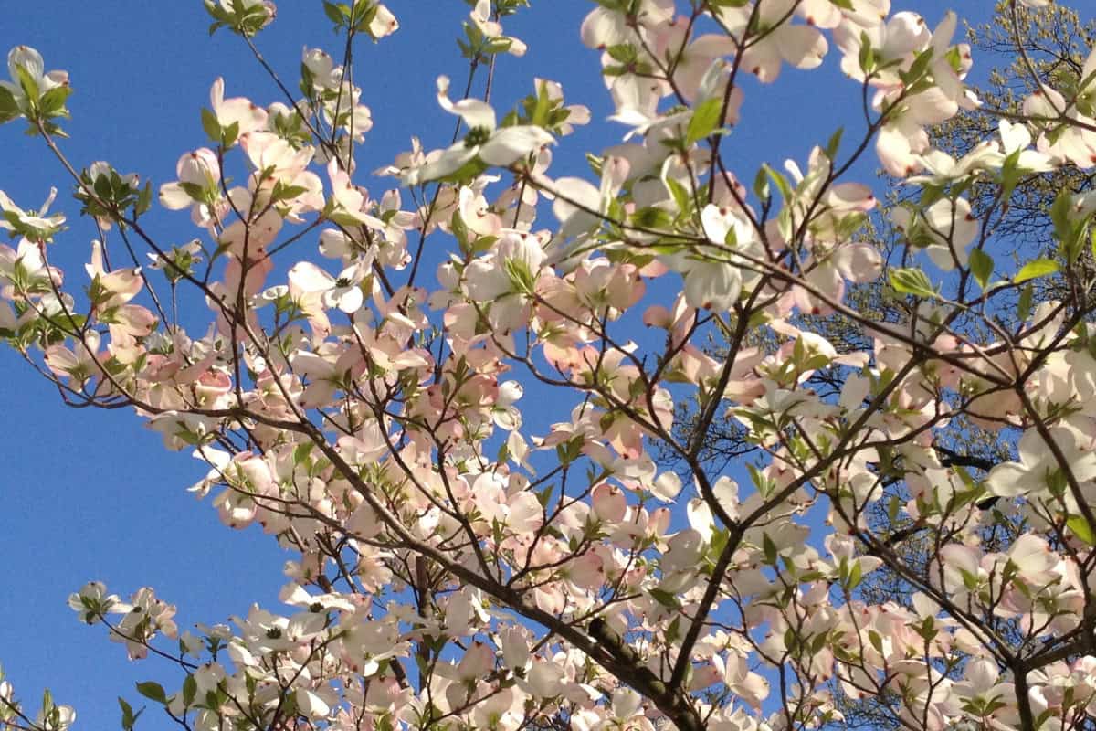 Image of the branches and flowers of a dogwood tree for a Dogwood firewood profile.