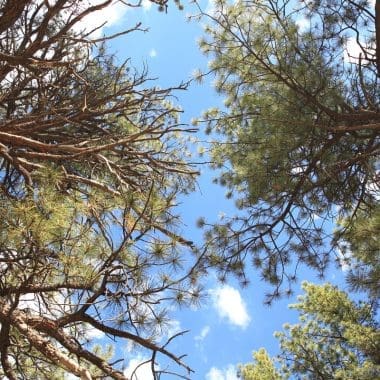 Image of a cluster of douglas fir trees for a Douglas Fir firewood profile.