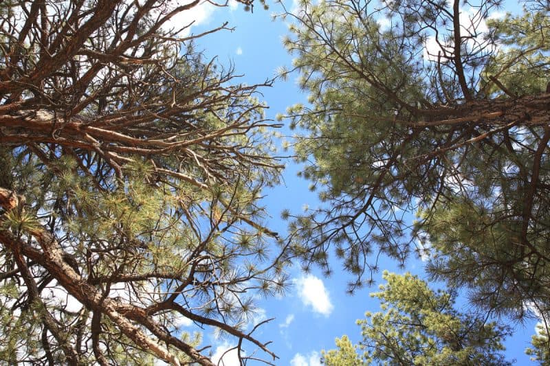 Image of a cluster of douglas fir trees for a Douglas Fir firewood profile.