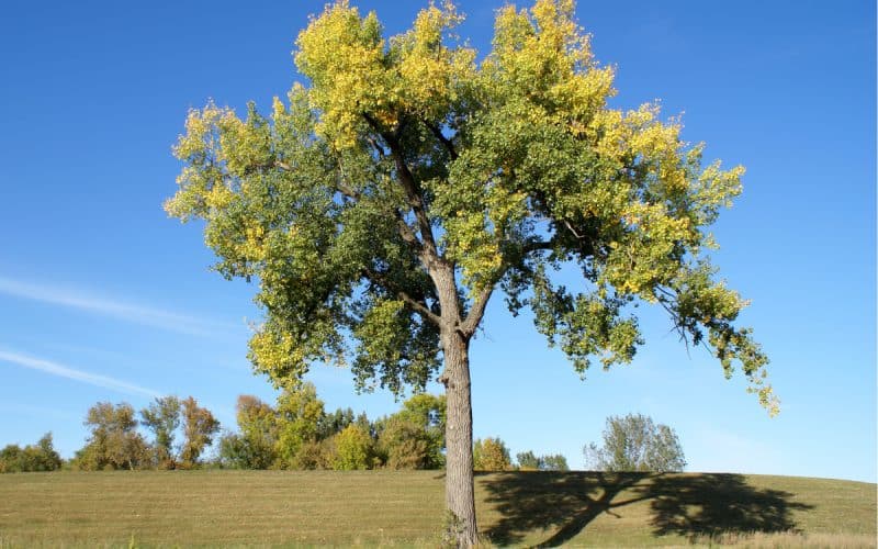 Image of a cottonwood tree in a field on a sunny day for an Eastern Cottonwood firewood profile.