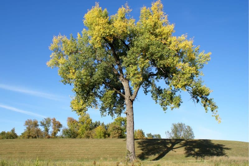 Image of a cottonwood tree in a field on a sunny day for an Eastern Cottonwood firewood profile.