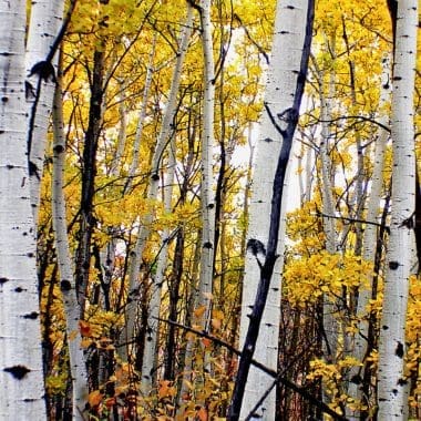 Image of a cluster of poplar trees in fall for a Eastern Poplar firewood profile.