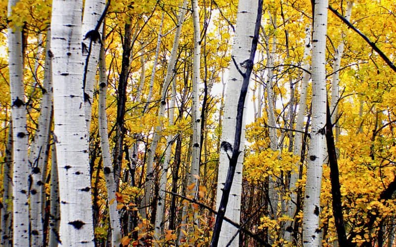 Image of a cluster of poplar trees in fall for a Eastern Poplar firewood profile.