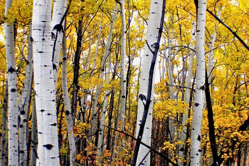 Image of a cluster of poplar trees in fall for a Eastern Poplar firewood profile.