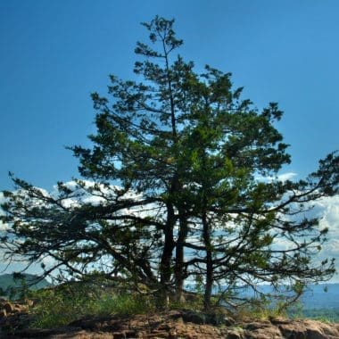 Vibrant green pine tree on rocky hilltop under blue sky with scattered clouds, scenic outdoor landscape.
