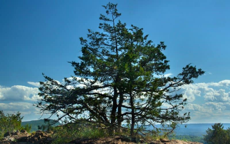 Vibrant green pine tree on rocky hilltop under blue sky with scattered clouds, scenic outdoor landscape.