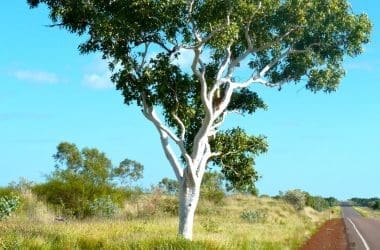 Image of a eucalyptus tree beside a road in a grassy field for a eucalyptus firewood profile.