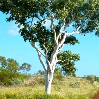 Image of a eucalyptus tree beside a road in a grassy field for a eucalyptus firewood profile.