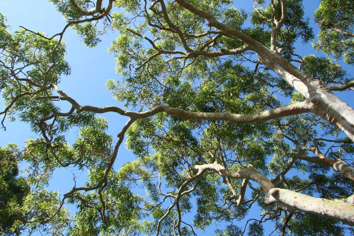 Lush green tree branches against a clear blue sky, emphasizing outdoor relaxation and backyard nature.