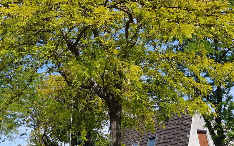 Image of a neighborhood honey locust tree on a sunny day for a Honey Locust firewood profile.
