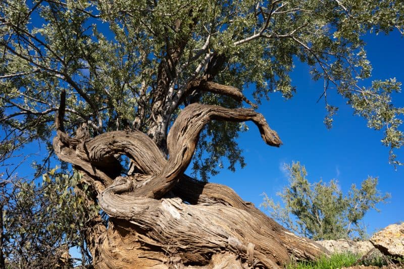 Image of an Ironwood tree in Arizona's Sonoran Desert for a Ironwood firewood profile.