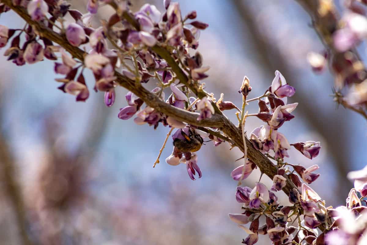 Image of the flowers of the Ironwood tree for an Ironwood firewood profile.