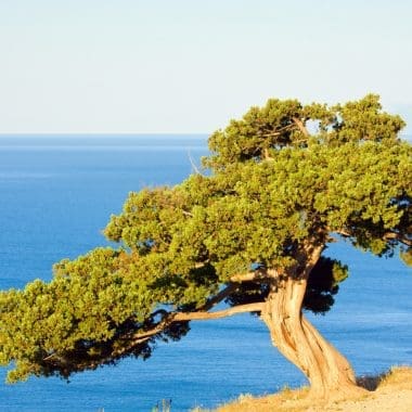 Image of a juniper tree in a dry coastal environment for a Juniper firewood profile.