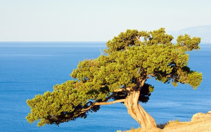 Image of a juniper tree in a dry coastal environment for a Juniper firewood profile.