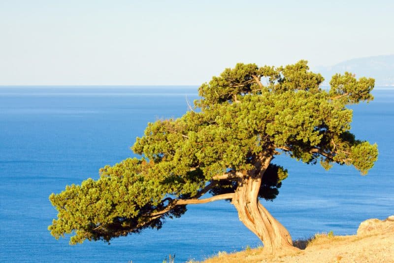 Image of a juniper tree in a dry coastal environment for a Juniper firewood profile.
