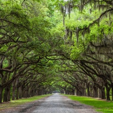 Image of a country road flanked by live oak trees for a Live Oak firewood profile.