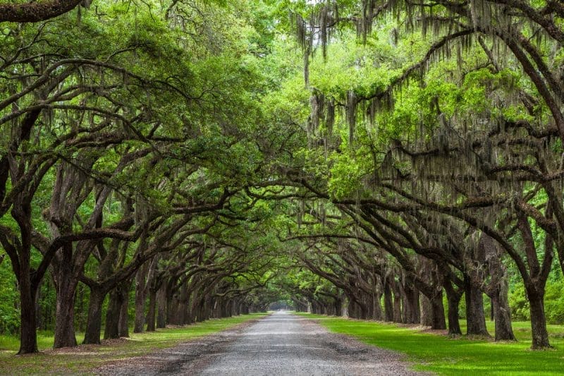 Image of a country road flanked by live oak trees for a Live Oak firewood profile.