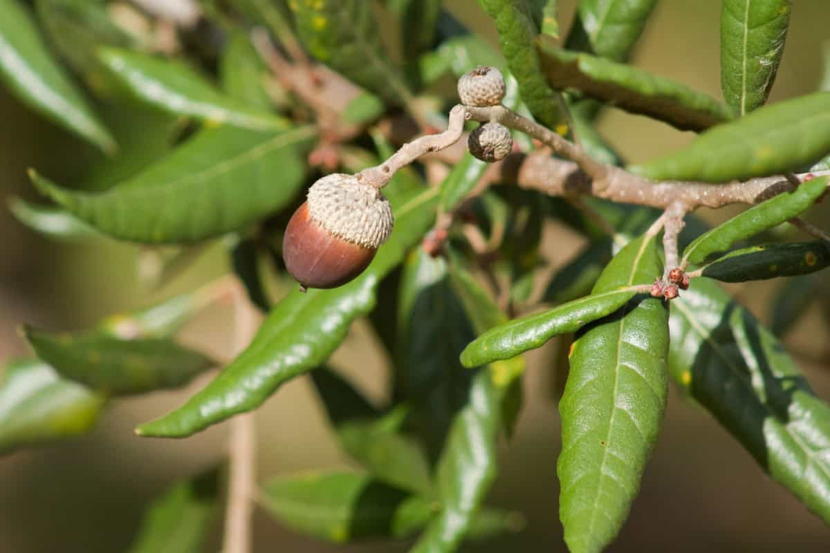 Image of the leaves and acorns of a live oak tree for a Live Oak firewood profile.