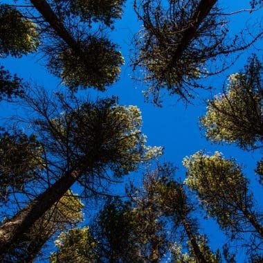Image of a cluster of pine trees for a Lodgepole Pine firewood guide.