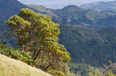 Imagee of a lush green tree on hillside with mountain landscape background for a Madrone firewood profile.