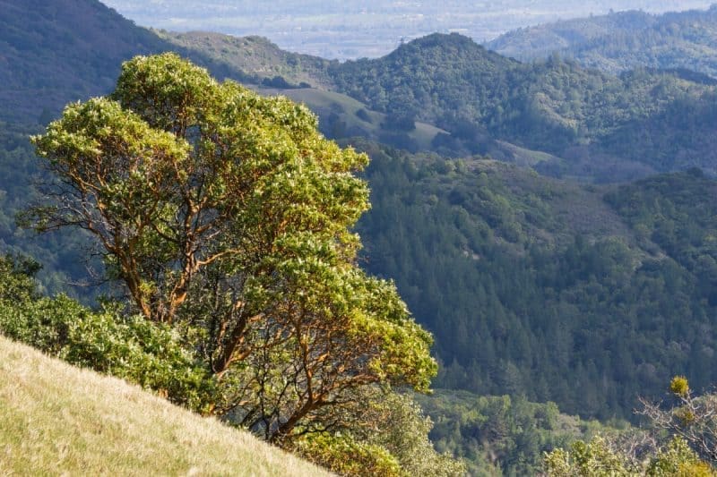 Imagee of a lush green tree on hillside with mountain landscape background for a Madrone firewood profile.
