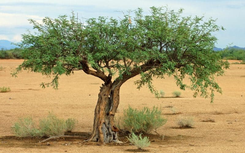 Image of a mesquite tree in the Southwestern United States for a Mesquite firewood profile.