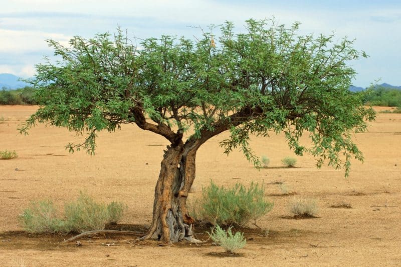 Image of a mesquite tree in the Southwestern United States for a Mesquite firewood profile.