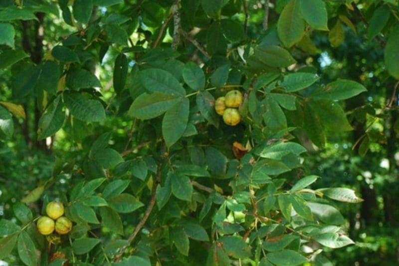 Image of the branches and fruit of a hickory tree for a mockernut hickory firewood profile.