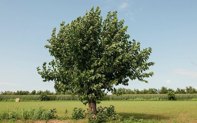 Image of a mulberry tree in a field for a Mulberry firewood profile post.