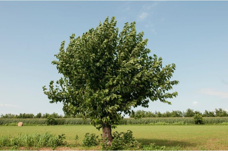 Image of a mulberry tree in a field for a Mulberry firewood profile post.