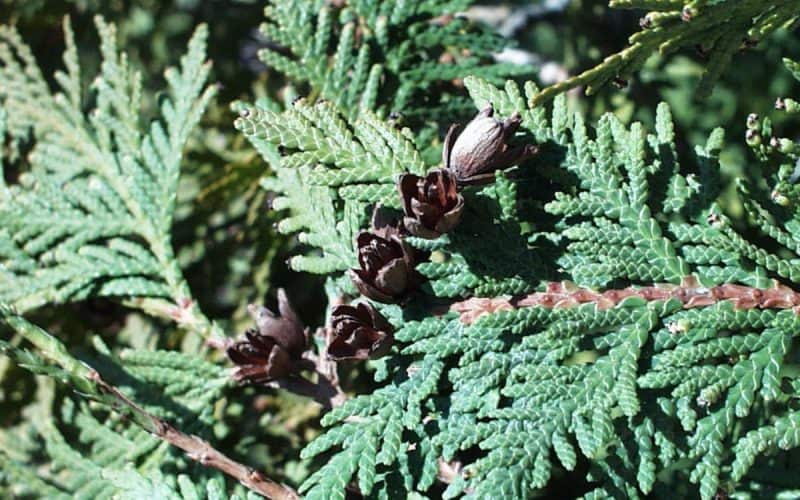 Image of a branch of a cedar tree for a northern white cedar firewood profile.