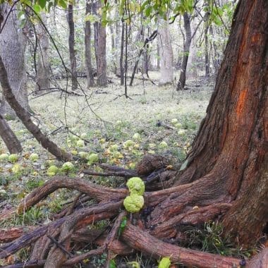 Image of an Osage Orange tree with its fruit at its base for a firewood profile on the species.
