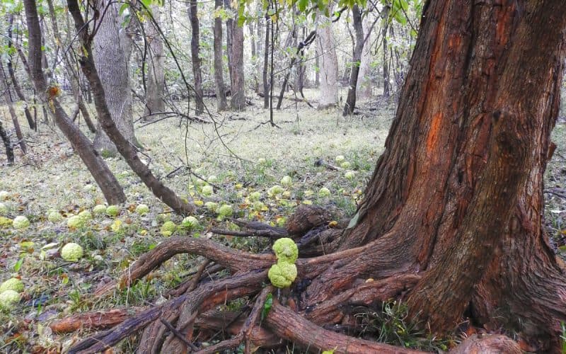 Image of an Osage Orange tree with its fruit at its base for a firewood profile on the species.
