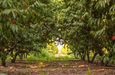 Lush apple orchard with ripe red apples hanging from the branches, surrounded by green leaves and sunlight filtering through, perfect for outdoor relaxation and harvest activities.