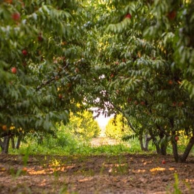 Lush apple orchard with ripe red apples hanging from the branches, surrounded by green leaves and sunlight filtering through, perfect for outdoor relaxation and harvest activities.