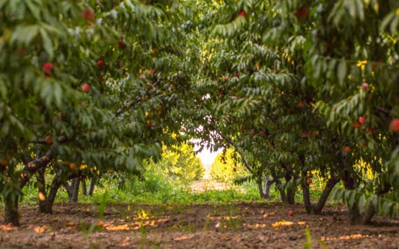 Lush apple orchard with ripe red apples hanging from the branches, surrounded by green leaves and sunlight filtering through, perfect for outdoor relaxation and harvest activities.