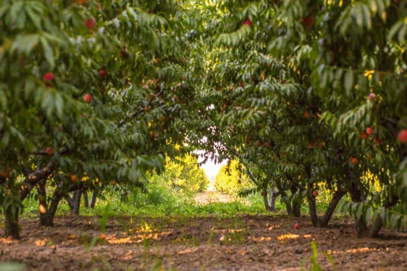 Lush apple orchard with ripe red apples hanging from the branches, surrounded by green leaves and sunlight filtering through, perfect for outdoor relaxation and harvest activities.