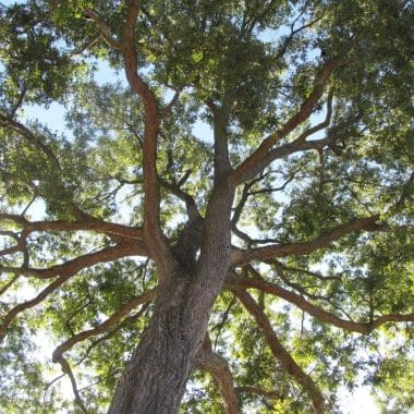 Image of the canopy of a pecan tree from the ground for a pecan firewood profile.