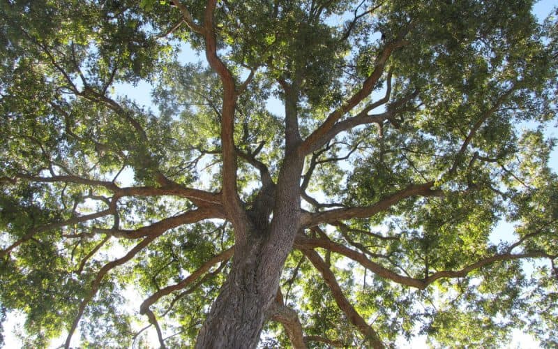 Image of the canopy of a pecan tree from the ground for a pecan firewood profile.
