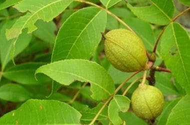 Image of the leaves and fruit of a pignut hickory tree for a pignut hickory firewood profile.