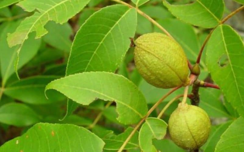 Image of the leaves and fruit of a pignut hickory tree for a pignut hickory firewood profile.