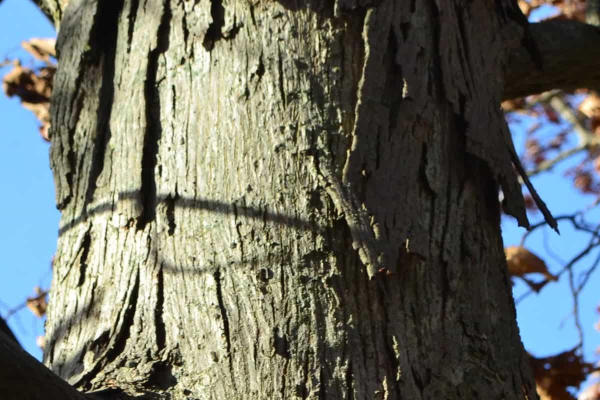 Pignut Hickory Firewood Profile Image of the bark on a pignut hickory tree for a pignut hickory firewood profile.