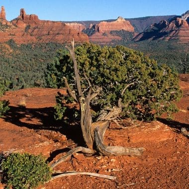 Image of a Piñon pine tree in the arid U.S. Southwest for a Piñon firewood profile.