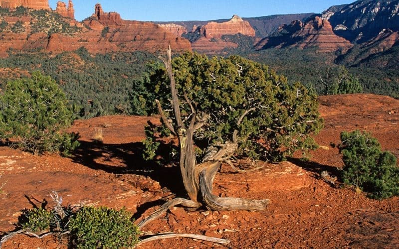 Image of a Piñon pine tree in the arid U.S. Southwest for a Piñon firewood profile.