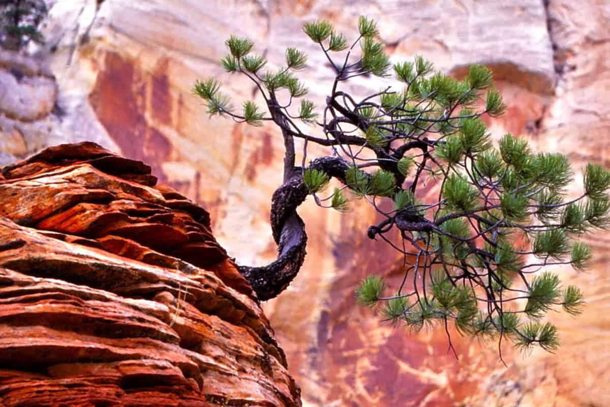 Image of a Piñon pine tree growing from rocky cliff in an hot dry area for a Piñon firewood profile.
